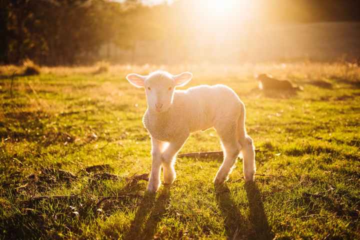 A Poem: Prayer for&nbsp;Sheep